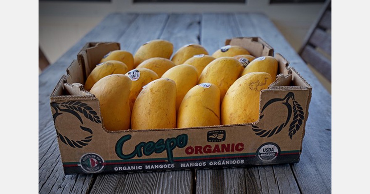 Mexican mango season kicks off on time with the Ataulfo variety