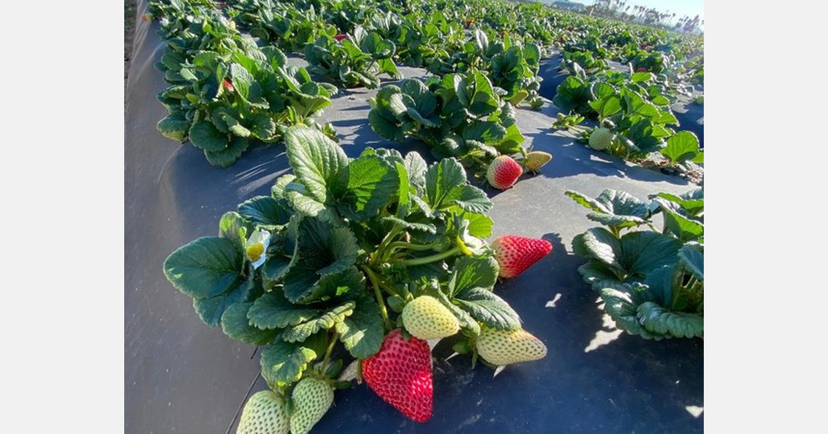 California spring strawberry crop comes into production