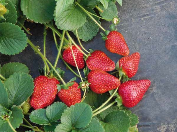 New low-chill strawberry selection with early yields