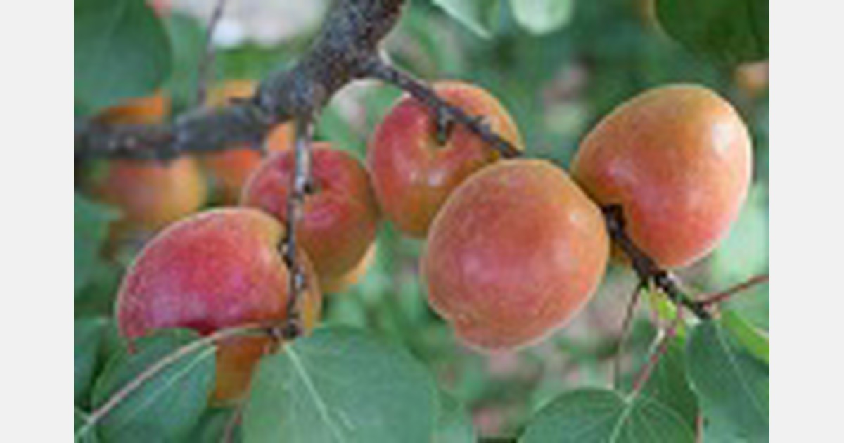 Climate change effects on apricot blossom blight in South of France