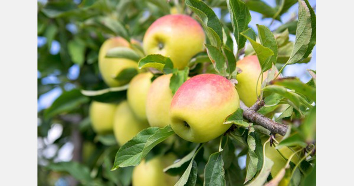 US will see larger New Zealand apples this spring