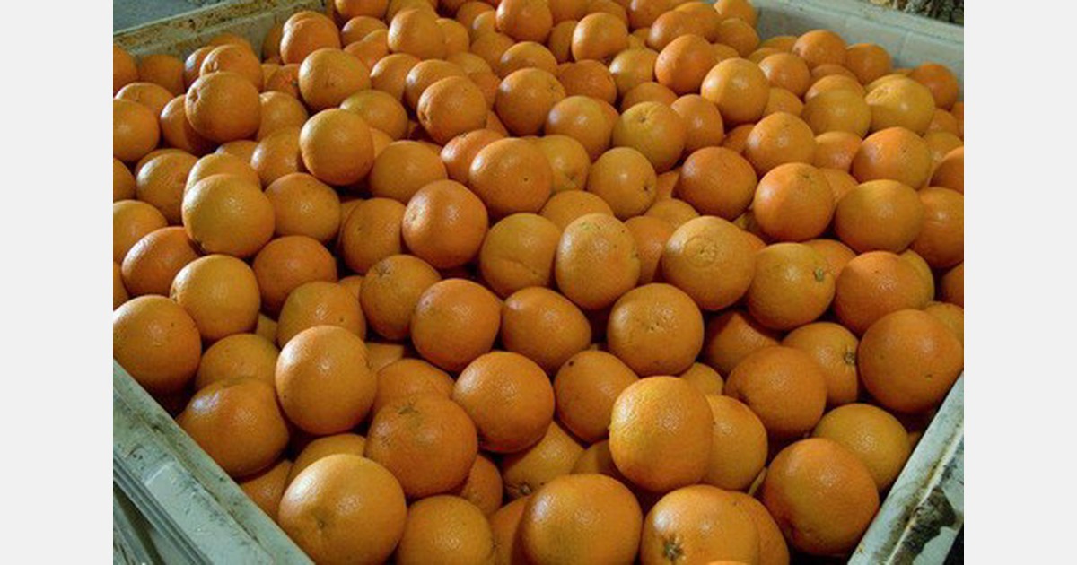 Demand spikes across North America for oranges
