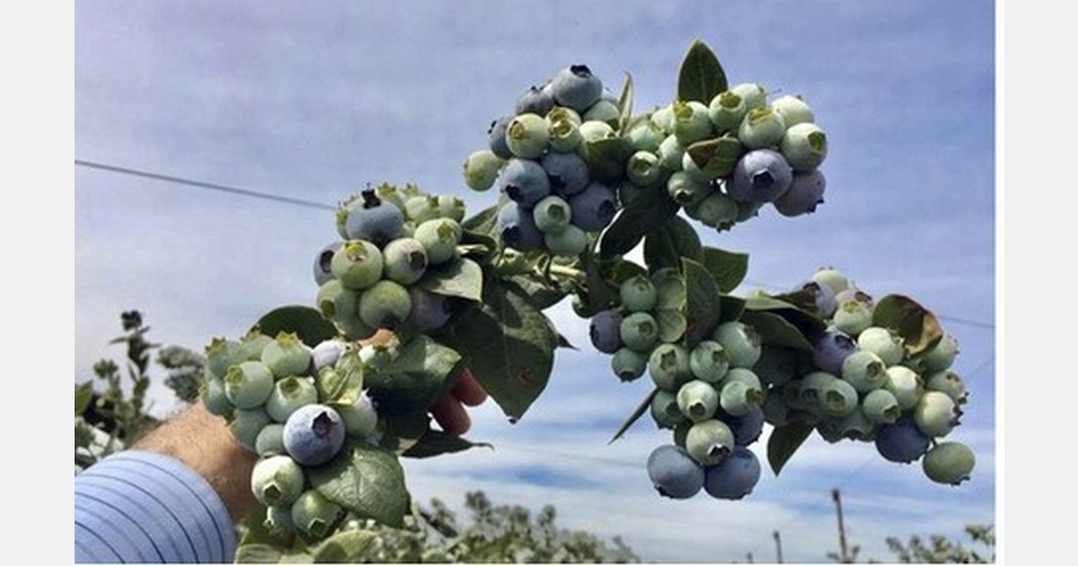 Late start but more organic blueberries from Mexico