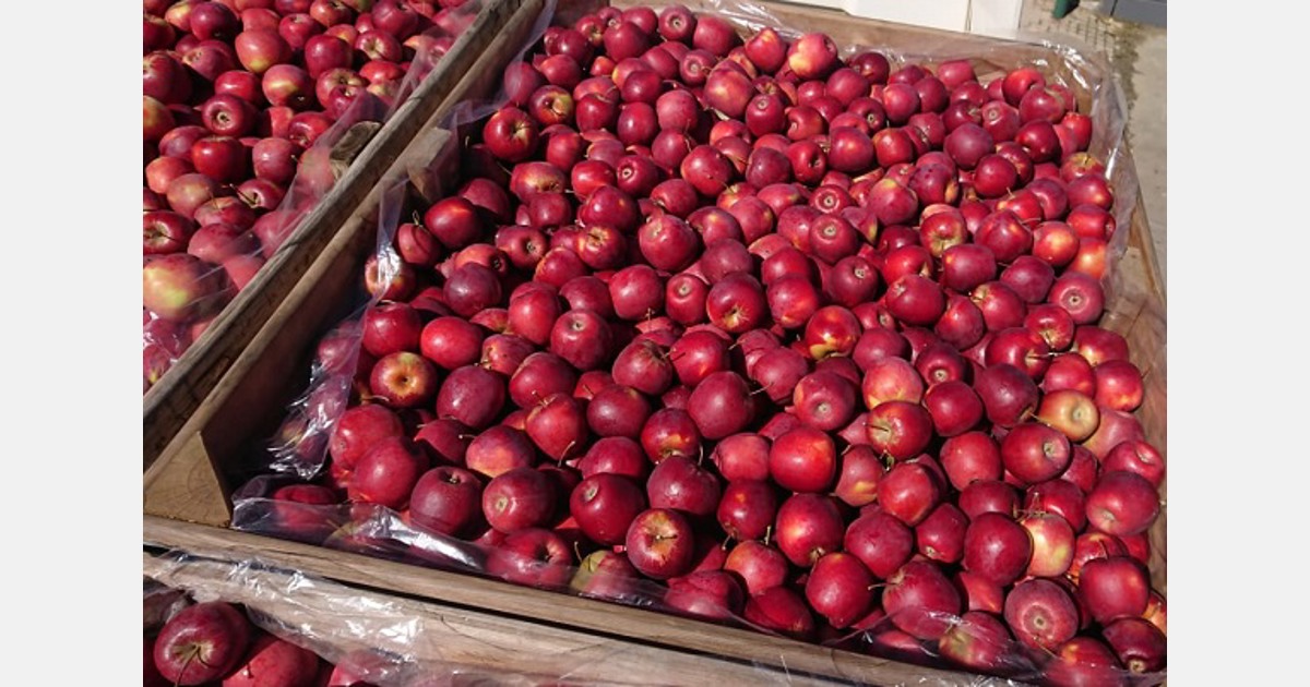 First harvest of Inored apples in South Africa