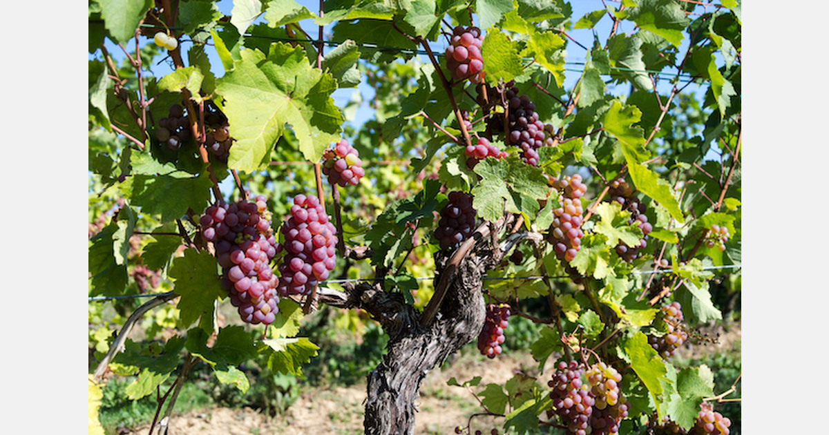 “Red seedless grapes are outselling green 41 right now”