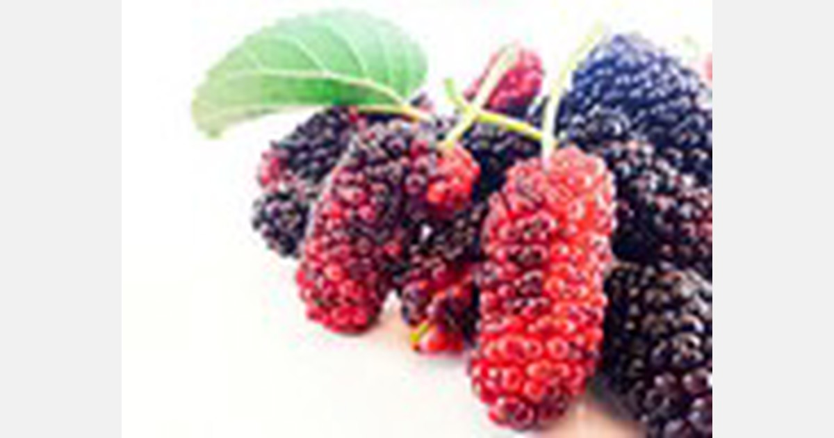 Pakistan Mulberry prices double in Lahore