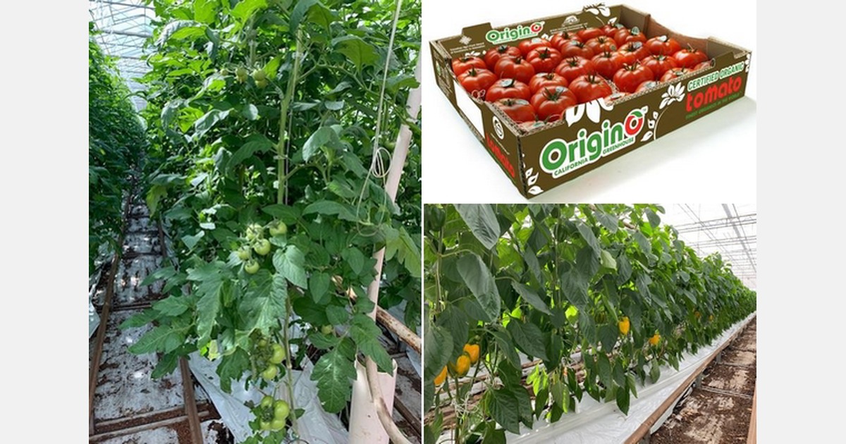 BC kicks off production of organic greenhouse grown peppers and TOV’s