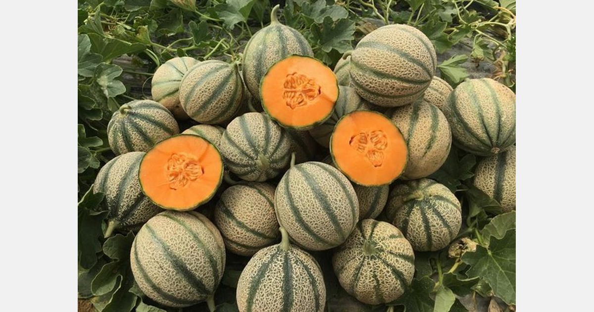 BestMelon premium netted melons from Italy