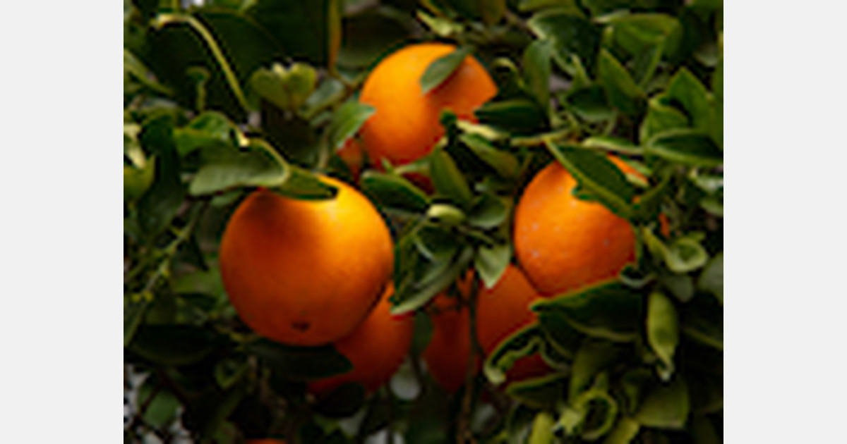 Florida citrus company announces new 4year supply agreements