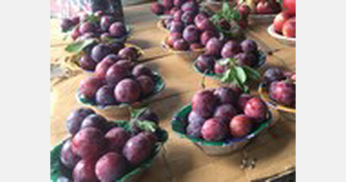 India Plum season in Kullu, Himachal Pradesh