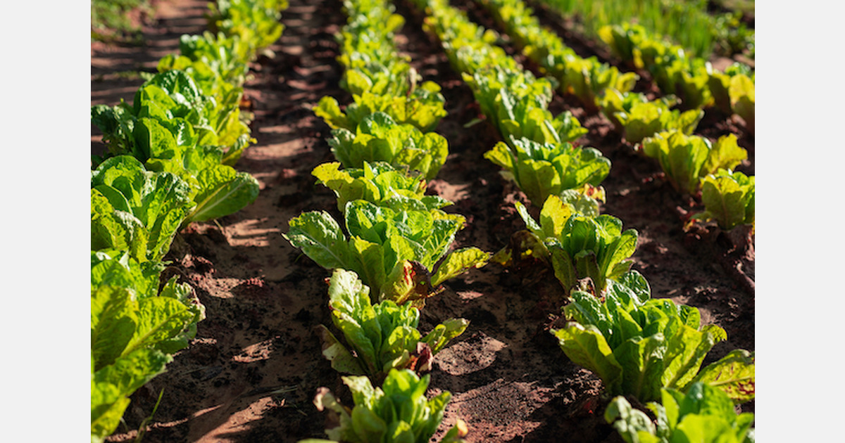 New process allows remote food safety audits for leafy greens farms