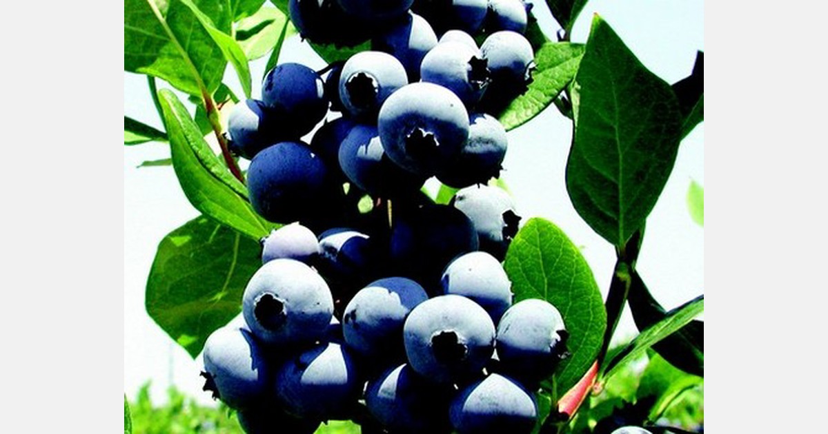 Anticipating strong demand on New Jersey blueberries