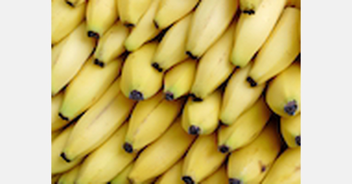 New partnership to examine use of boron in fighting Black Sigatoka