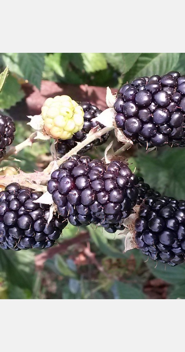 Blackberries coming out of difficult spring