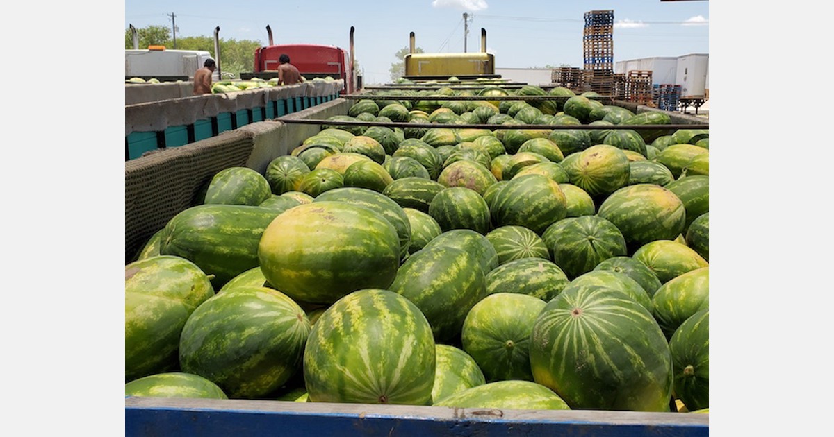 Good market for Texas watermelons