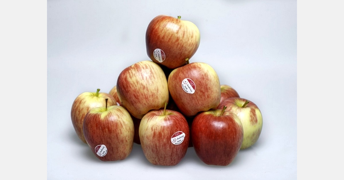 Volumes continue to climb for New Zealand's Ambrosia apples