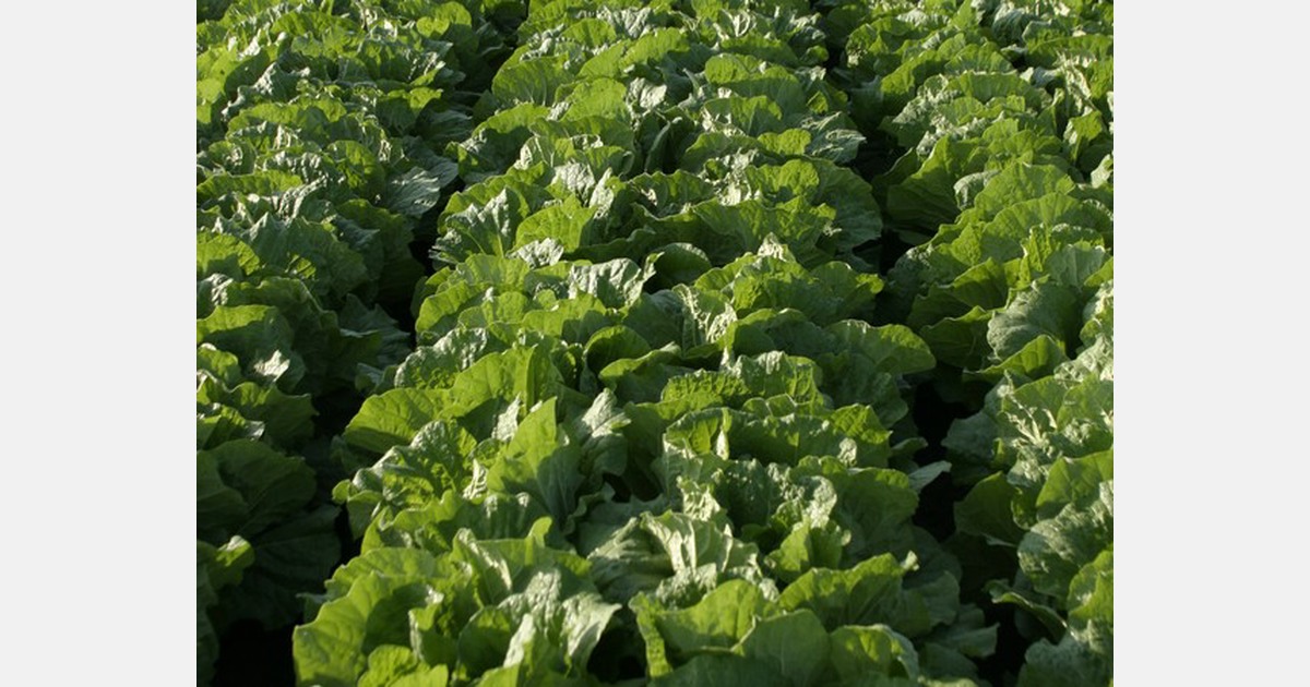 Romaine lettuce market heating up