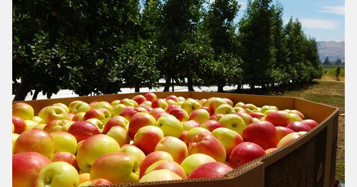 British Columbia fruit growers concerned over likely reduced production