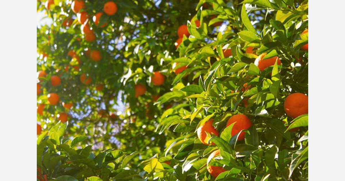 “The European market has a juicing orange shortage”