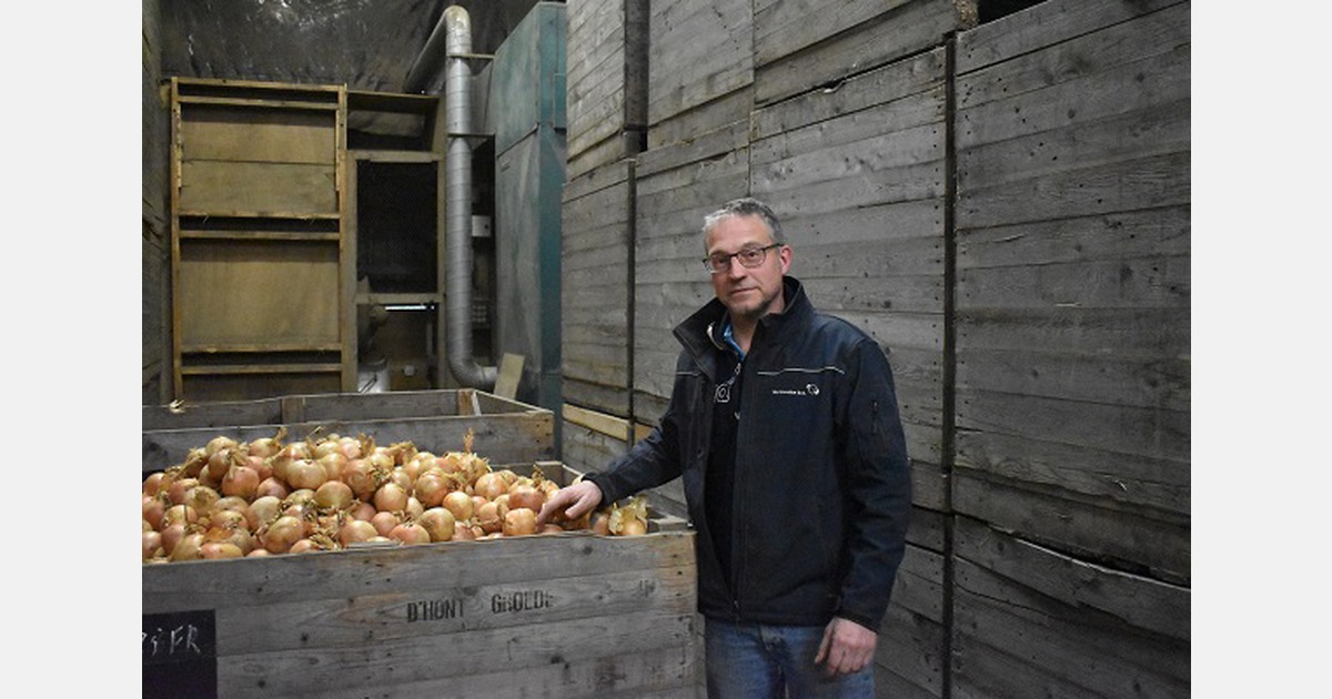 “Dutch seed onion yields fluctuate wildly”