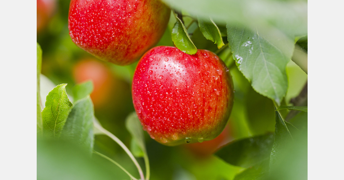 Strong North American harvest forecast for Envy™ and Jazz™ apples