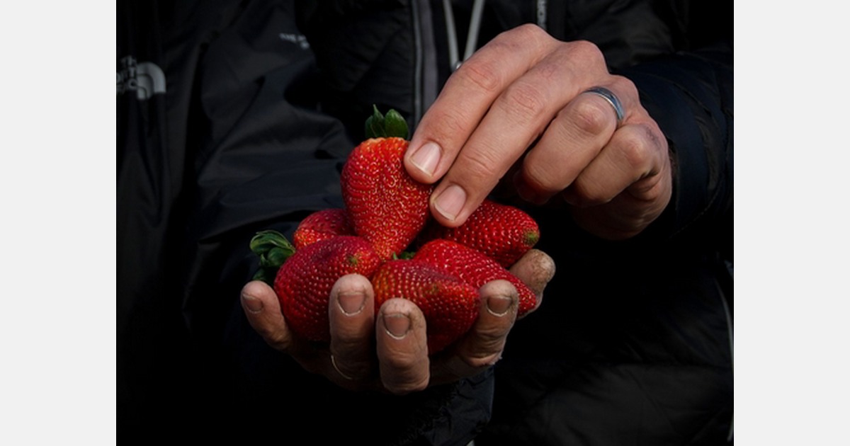 How Brix testing strawberries has helped build a strong premium brand ...
