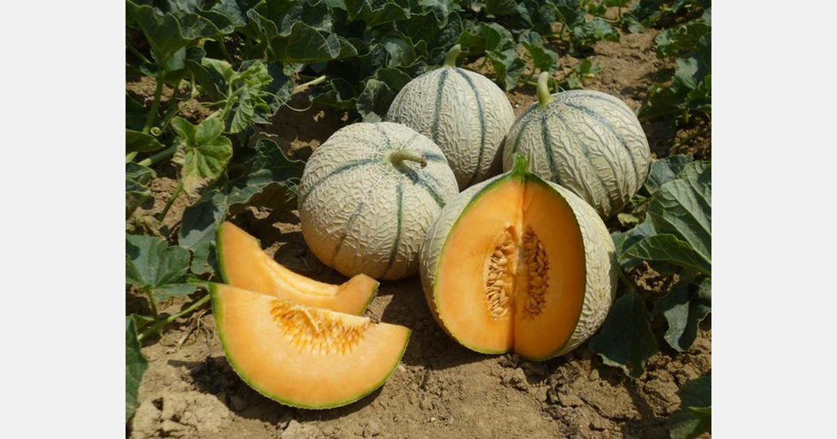 BASF to acquire innovative melon breeding company ASL