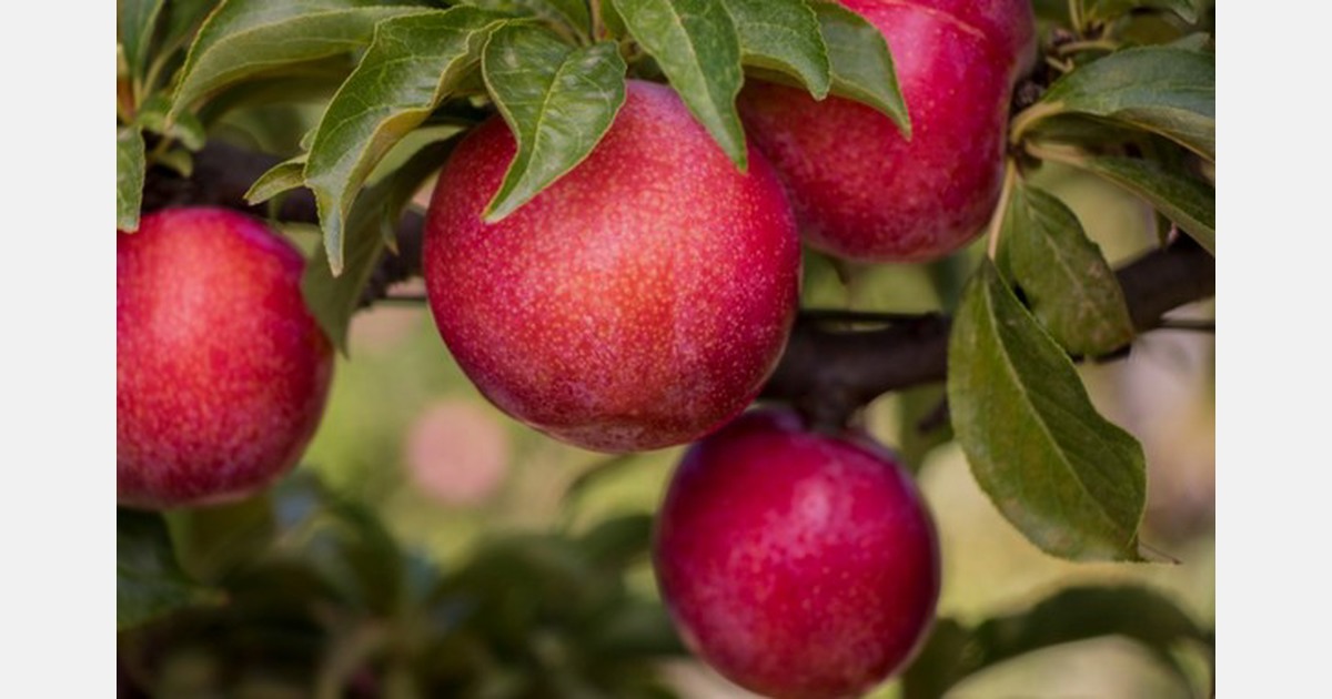 Culdevco's commercial plum varieties