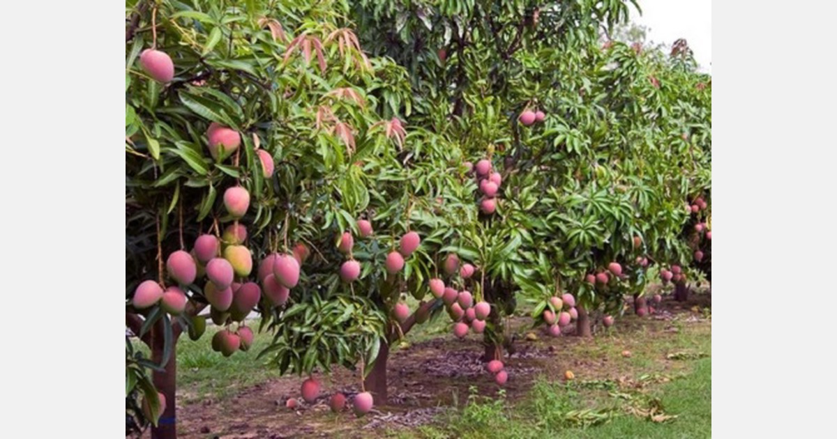 Prices drop by almost 60 as South Africa enters peak mango season