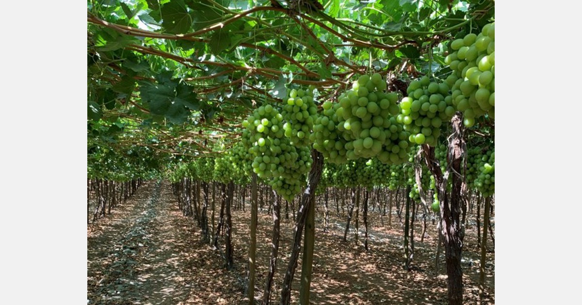 Demand increasing for SNFL seedless grape varieties Ivory and Timpson