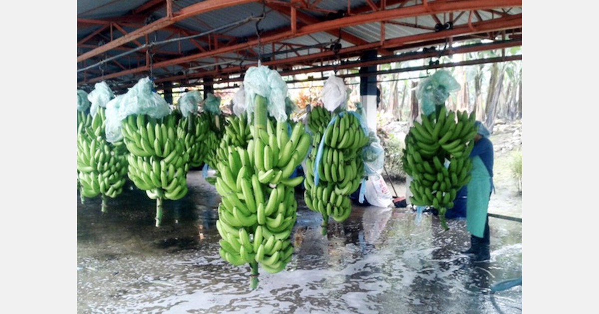 Banana prices increase in Ecuador due to damage to Central American