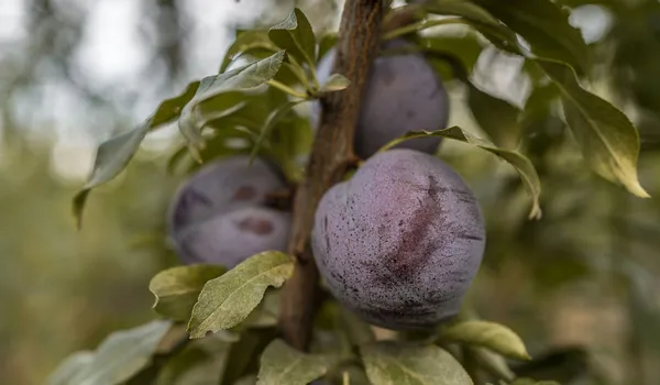 Queen Garnet plum in season