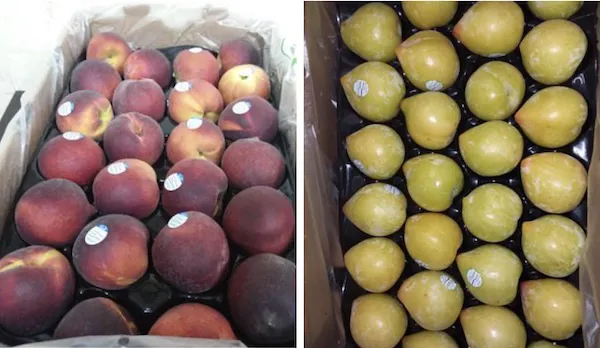 22 Types of Plums (Different Varieties) - Insanely Good