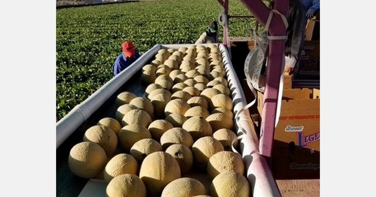 Port logistics challenge melon supplies