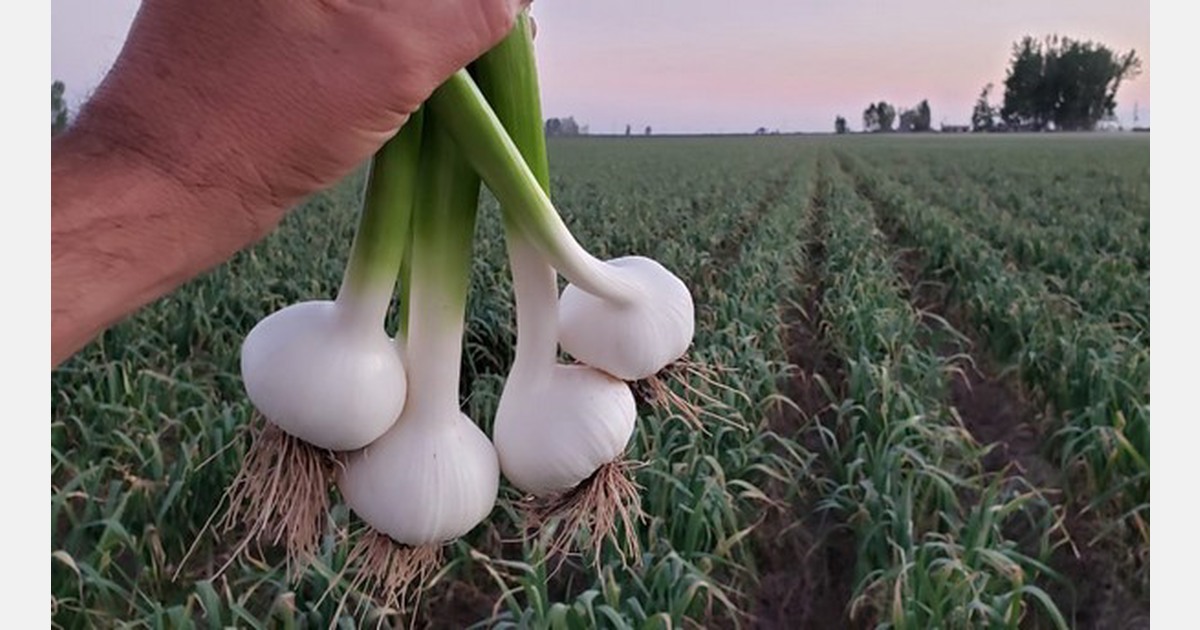 First organic garlic shipments in from Argentina