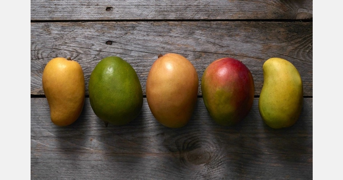 Mango supplier extends season by expanding production beyond its