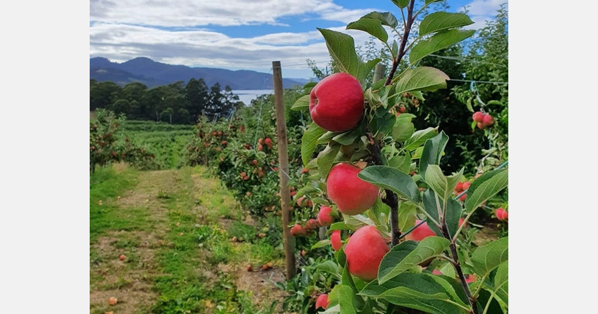 Record Kanzi® apple crop for 2021 season