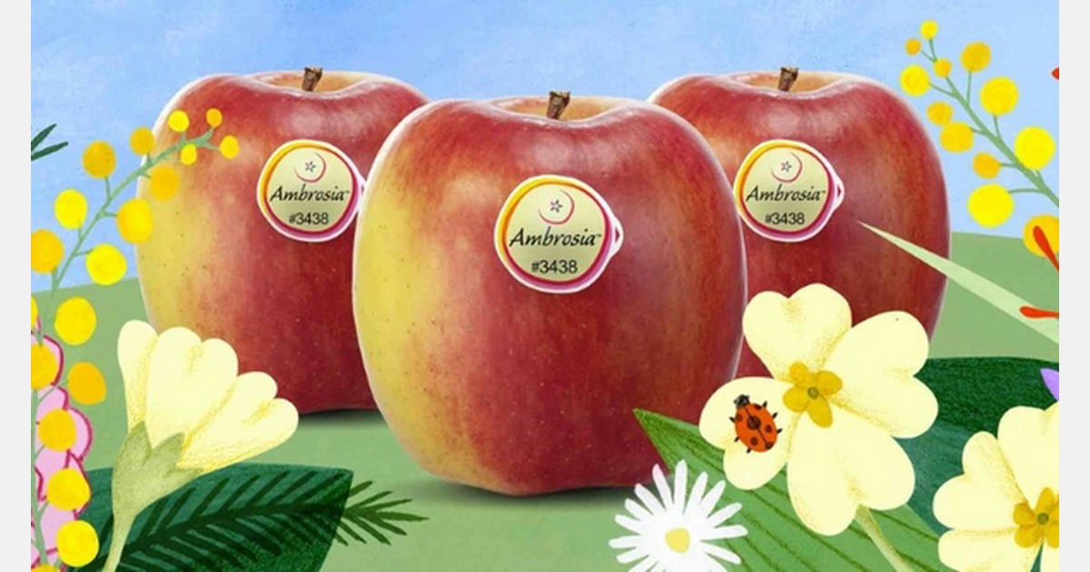 Earlier end of season at the beginning of April for Ambrosia™ apples