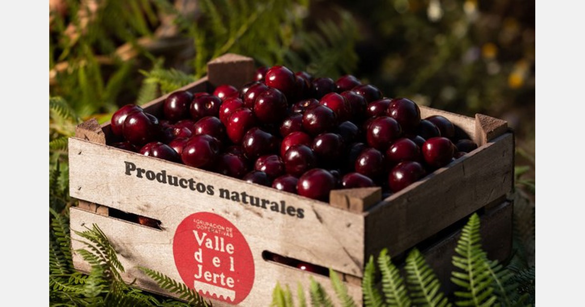 European Picota cherries arrive in the UK for summer season