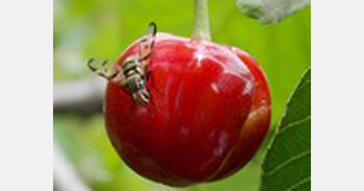 First adult Western Cherry Fruit Fly expected to begin emergence on June 14