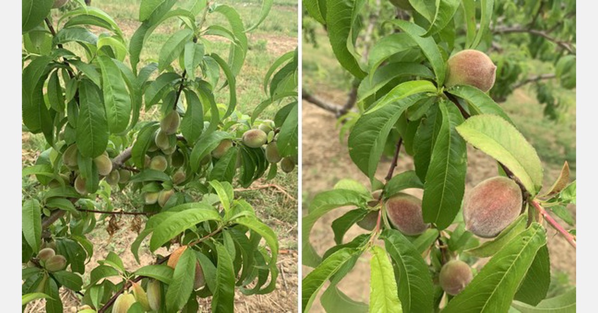 New Jersey peach growers focus on thinning to produce large fruit