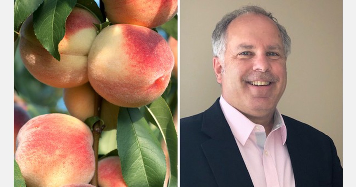 Chambersburg peaches available for summer