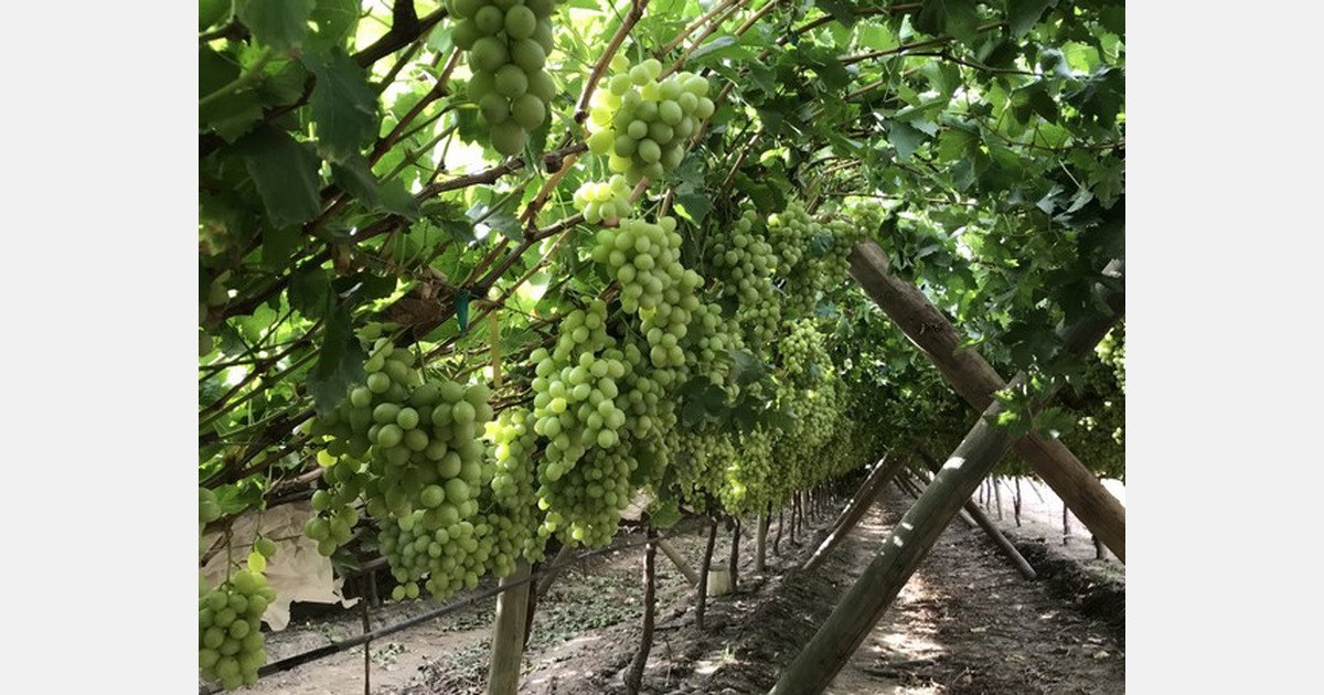 "We are showcasing organic fertilization, and pest/disease control