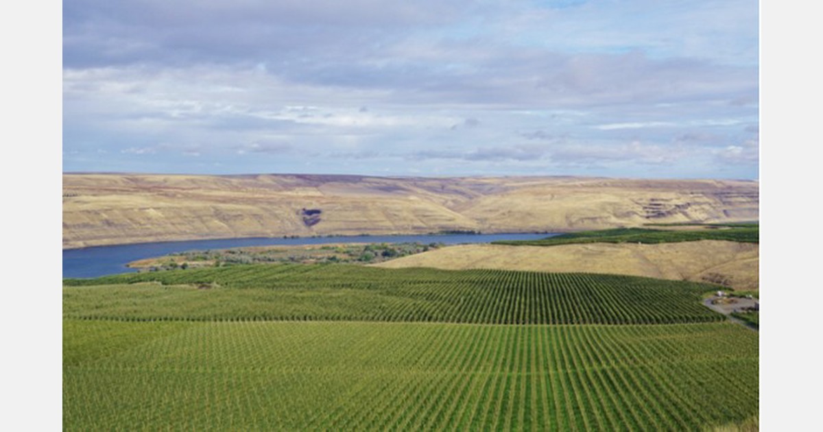 Washington apple production remains strong despite heat, labor shortage