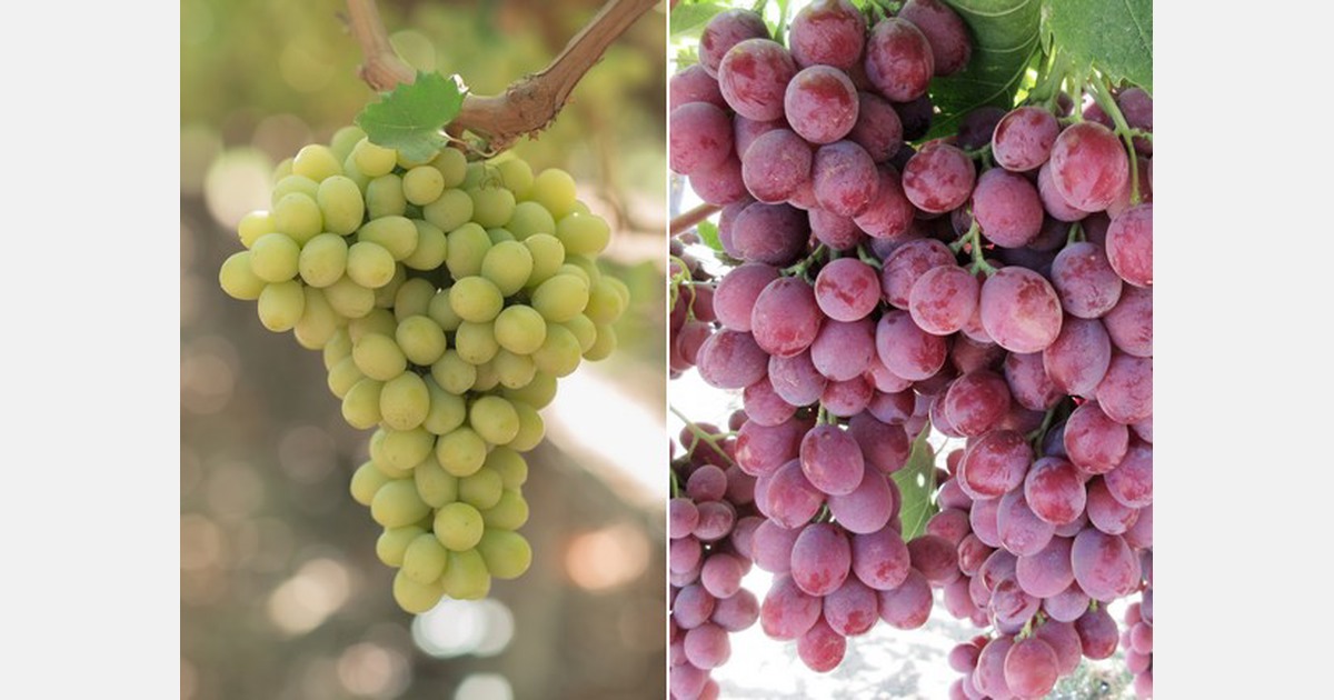 “Trends in the snacking category influence our table grape breeding