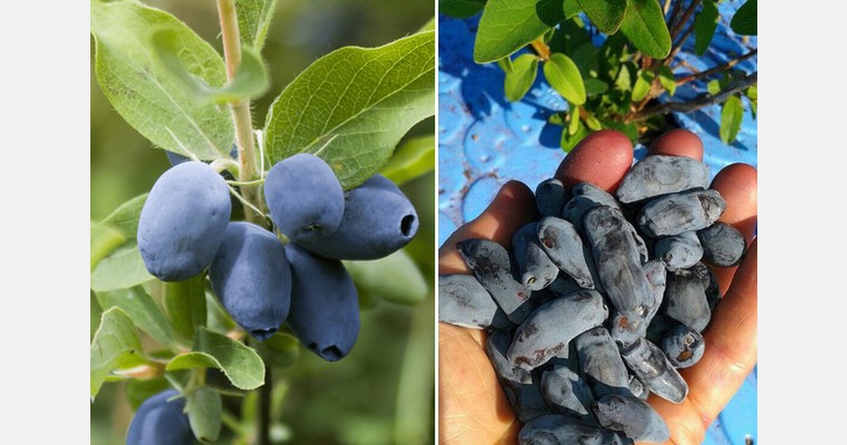 Haskap berry industry gets together for the first time