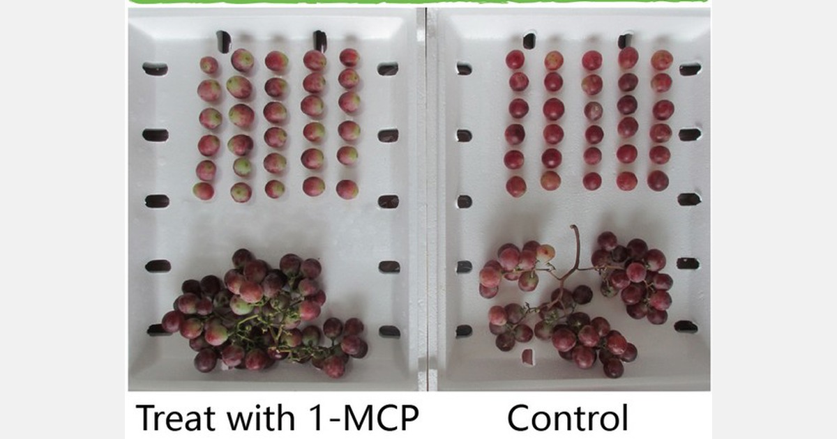 “Our technology extends grapes’ shelflife to serve longer distance transport”