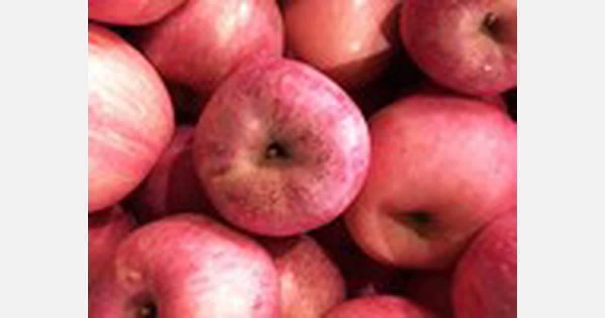 Looking ahead at the China Fuji apple season