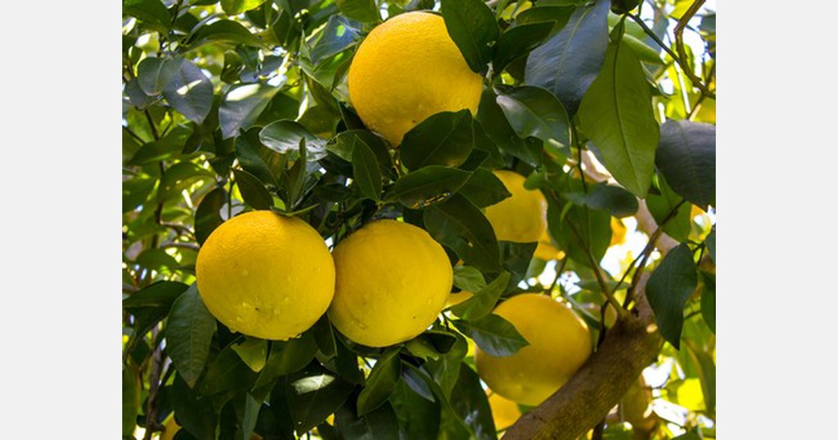 US grapefruit growers impacted by inferior quality product from Mexico