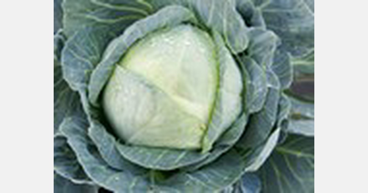 Cabbage prices in Russia still going up